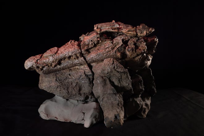 Ein 95 Millionen Jahre altes Fossil eines frühen gemeinsamen Vorfahren des Krokodils und des Krokodils.