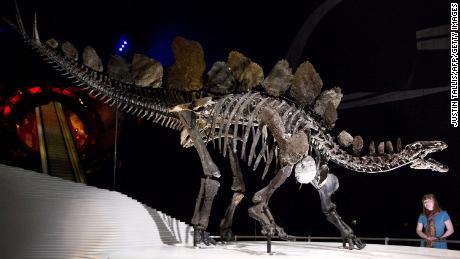 Das neu entdeckte Stegosaurus-Fossil ist das älteste der Welt