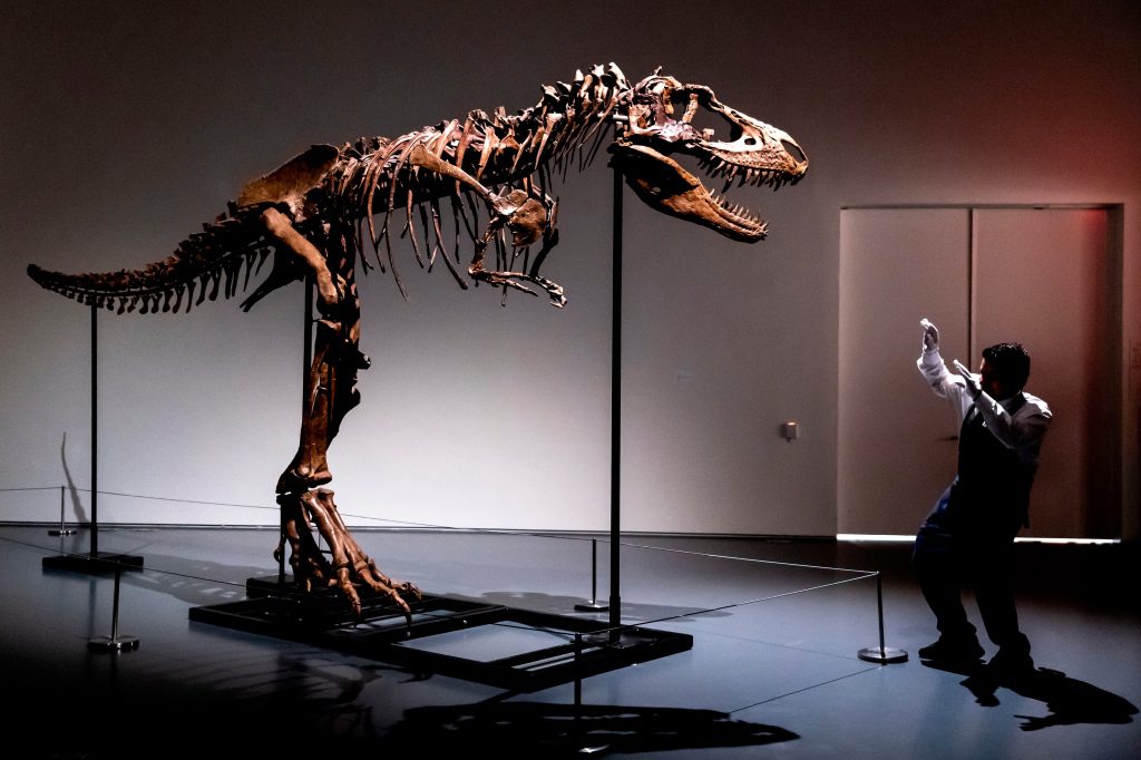 Ein Mitarbeiter von Sotheby's New York zeigt die Größe eines Gorgosaurus-Skeletts, das erste, das versteigert wurde.