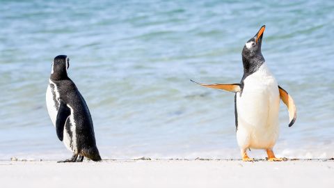 Jennifer Hadley hat dieses Foto eines Magellan-Pinguins (links) und eines Eselspinguins auf den Falklandinseln aufgenommen.